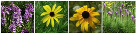 flowerstrip-stacked 2